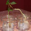 Bean in a Jar Biology Lesson