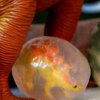Dinosaur Egg Soap