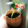 Eggshell Seedling Planters