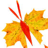 Best Butterfly Leaves